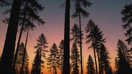 Sunset over tall pine trees with a jar of fermented fruits—representing a natural, healthy dessert option in the wilderness to support gut health.