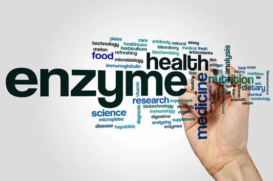 Enzyme Therapy: The LumberJack’s Secret to Strength, Recovery & Resilience