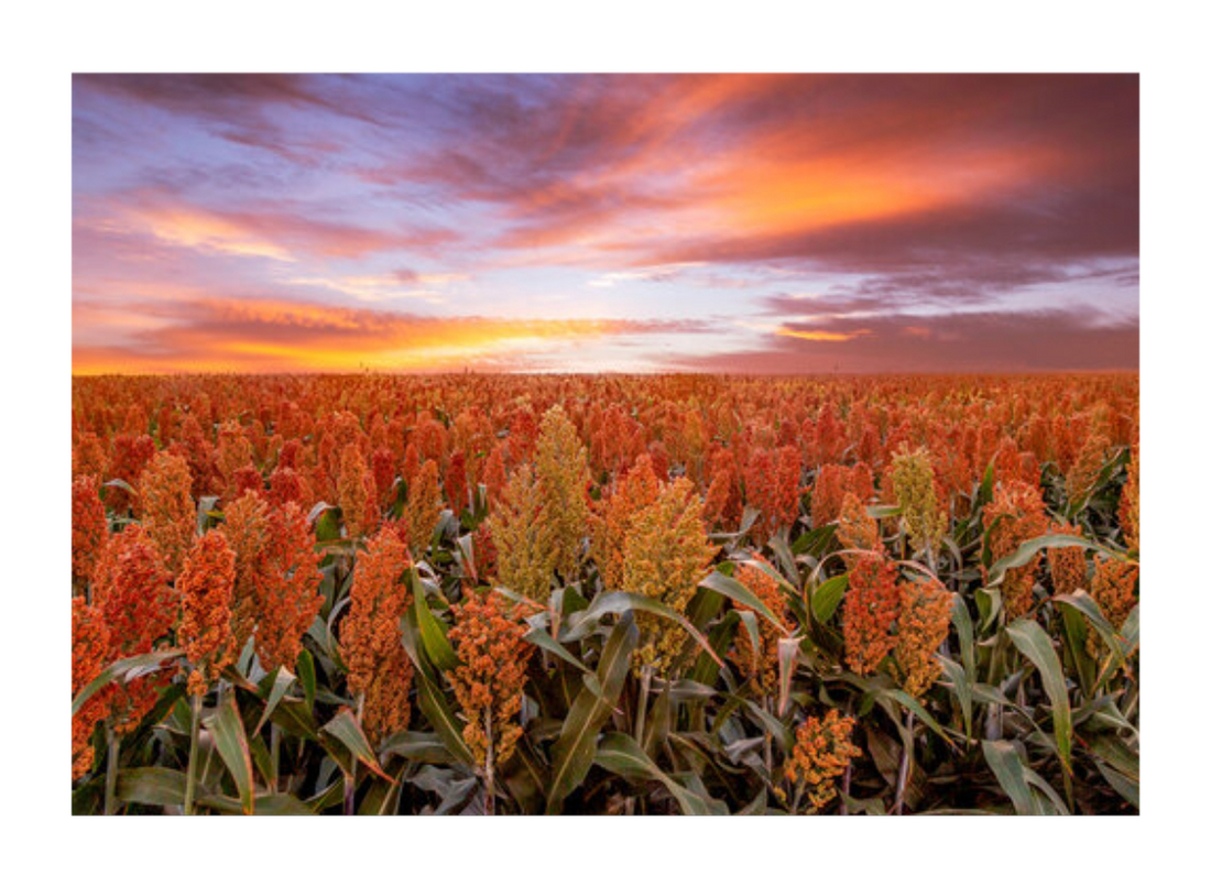 Golden sorghum fields under the sun—highlighting sorghum’s role in supporting DHT levels, vitality, and men's hormonal health.